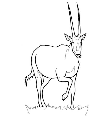 Oryx Gemsbok Coloring Page